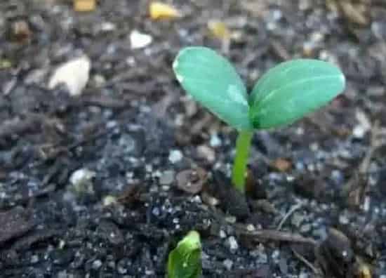 植物育苗|西瓜几天出苗 播种到发芽出苗时间