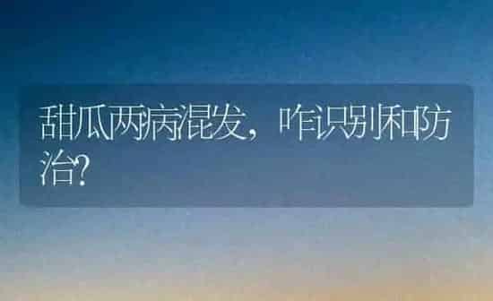 甜瓜两病混发，咋识别和防治？ | 瓜果种植