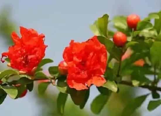 习性特点|石榴花的样子和特点描写