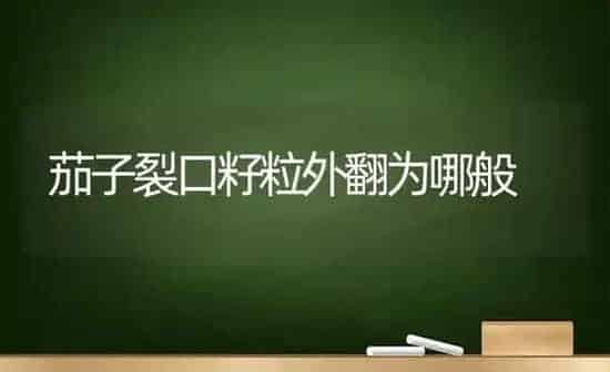 茄子裂口籽粒外翻为哪般 | 蔬菜种植