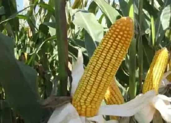 植物价格|2022年玉米价格预测(预计2022年春节前后玉米行情)