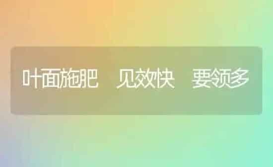 叶面施肥 见效快 要领多 | 种植肥料施肥