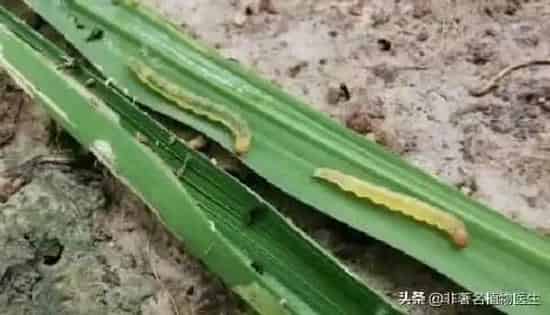 植物虫害|水稻黄金卷叶螟用什么药效果最好（卷叶螟打啥农药防治）