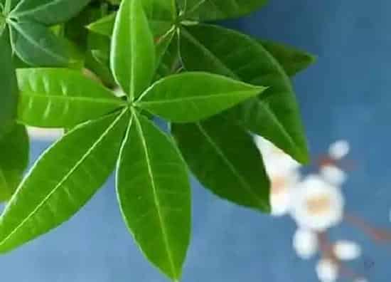 植物百科|老板树又叫什么名字