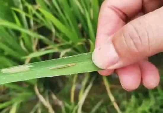 植物虫害|水稻黄金卷叶螟用什么药效果最好（卷叶螟打啥农药防治）