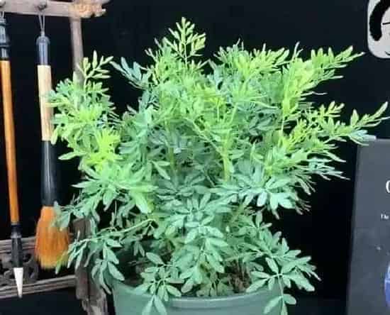 吸甲醛|艾草可以净化空气吗 有吸甲醛的作用吗