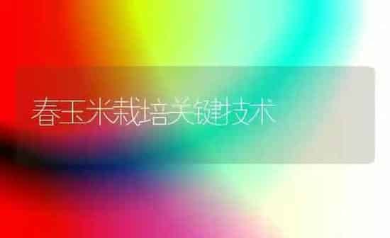 春玉米栽培关键技术 | 粮油作物种植