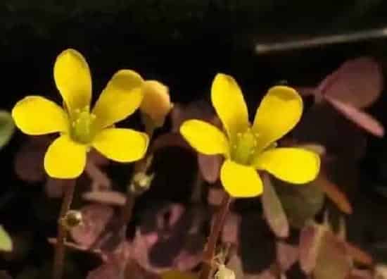 植物百科|小草会开花吗 开花的颜色与样子