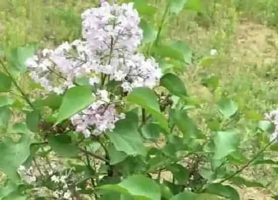 植物修剪|丁香什么时候剪枝合适