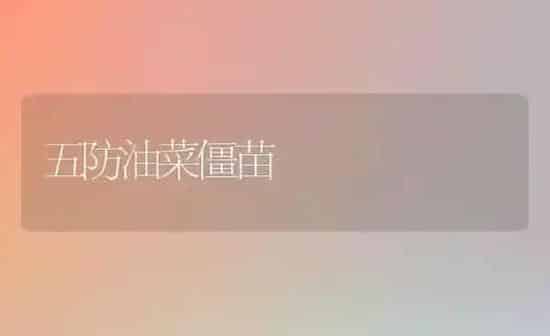 五防油菜僵苗 | 粮油作物种植