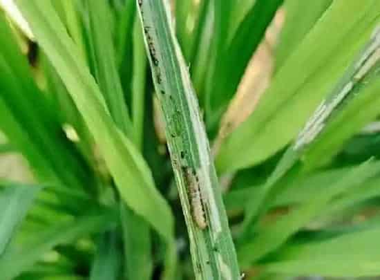 植物虫害|水稻黄金卷叶螟用什么药效果最好（卷叶螟打啥农药防治）