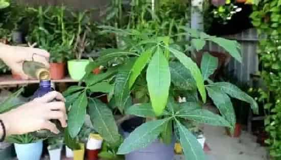 植物施肥|发财树施什么肥料好长得最快最茂盛，浇什么肥可枝叶旺盛）