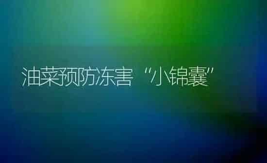 油菜预防冻害“小锦囊” | 粮油作物种植