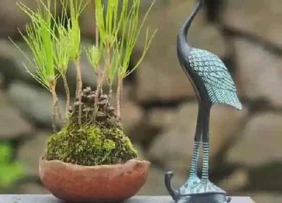 植物生根|如何让黑松快速生根