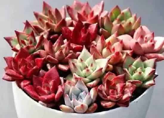 养殖方法|多肉口红的养殖方法和注意事项