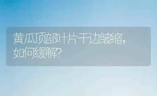黄瓜顶部叶片干边皱缩， 如何缓解？ | 蔬菜种植