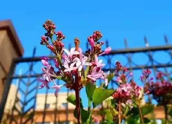 植物修剪|丁香什么时候剪枝合适