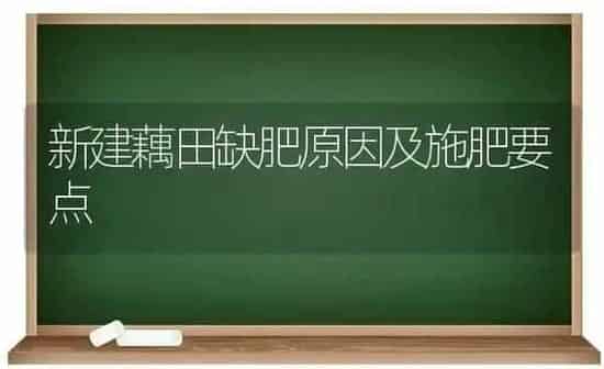 新建藕田缺肥原因及施肥要点 | 种植肥料施肥