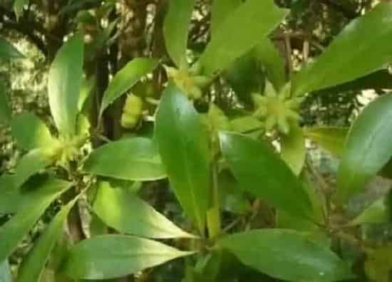 果实科普|八角树几月份开花结果