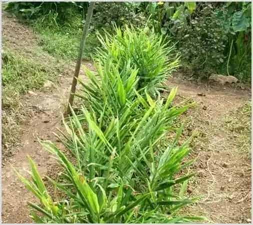 种植生姜怎么提高产量和品质？ | 耕种资料