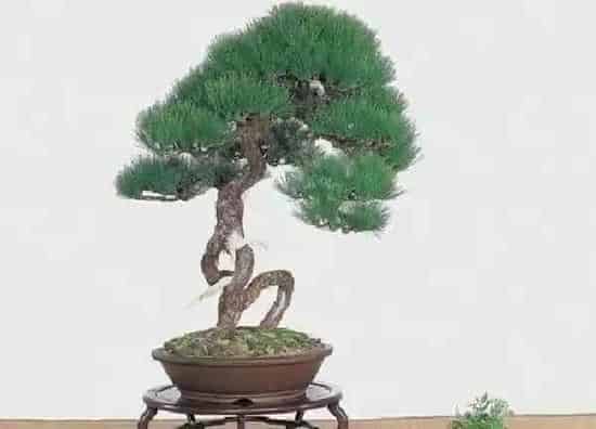 植物生根|如何让黑松快速生根