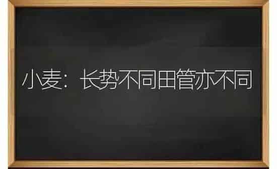 小麦：长势不同田管亦不同 | 粮油作物种植