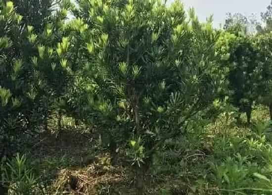 植物修剪|米叶罗汉松怎么修剪 修剪方法与图解