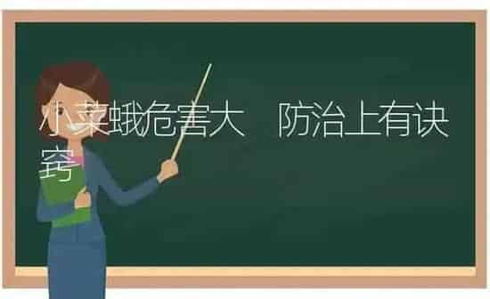 小菜蛾危害大 防治上有诀窍 | 蔬菜种植