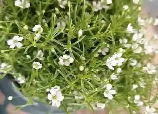 植物施肥|满天星施肥用什么肥料最好