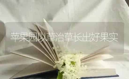苹果园以草治草长出好果实 | 瓜果种植