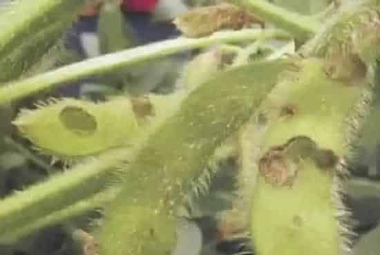 喷药|种植大豆什么时间打防虫药（大豆什么时候喷杀虫剂）