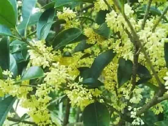 植物施肥|桂花底肥放什么肥好 底肥施用方法