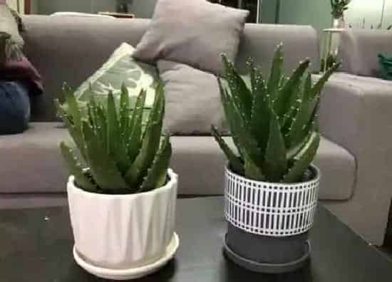 植物百科|室内好养的花卉盆栽有哪些