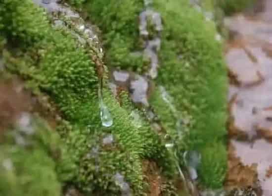 植物百科|绿苔是什么植物类别