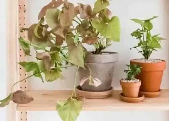 养殖方法|合果芋可以水培吗 水培好还是土培好