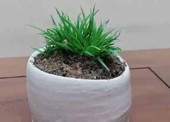 植物浇水|菖蒲多久浇一次水