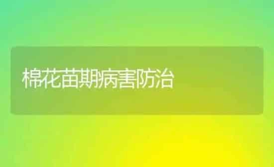 棉花苗期病害防治 | 粮油作物种植