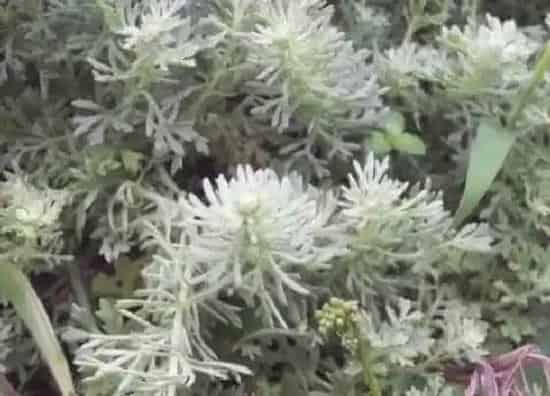 植物百科|茵陈在农村叫什么