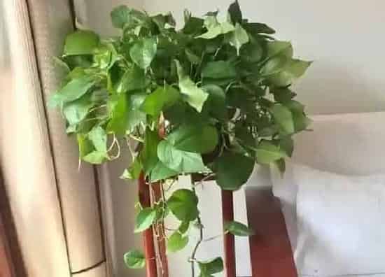 习性特点|绿萝开花是什么样子 开花预示着什么寓意
