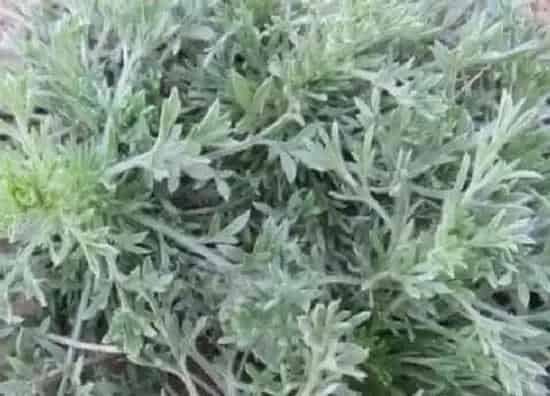 植物百科|茵陈在农村叫什么