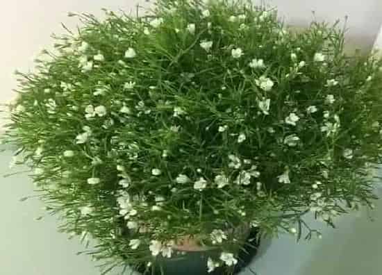 植物施肥|满天星施肥用什么肥料最好