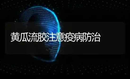 黄瓜流胶注意疫病防治 | 蔬菜种植