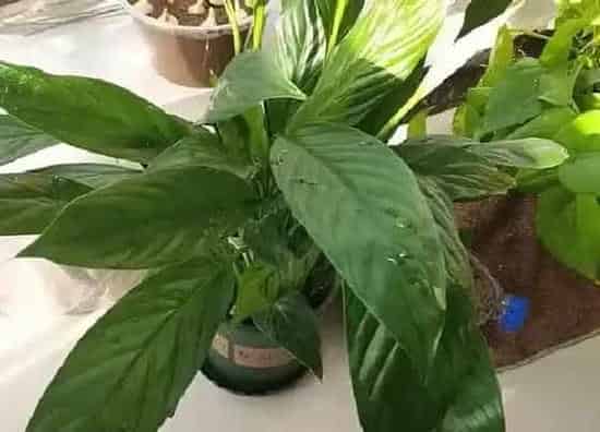 植物百科|室内好养的花卉盆栽有哪些