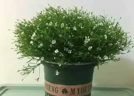 植物施肥|满天星施肥用什么肥料最好