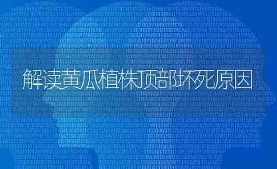 解读黄瓜植株顶部坏死原因 | 蔬菜种植