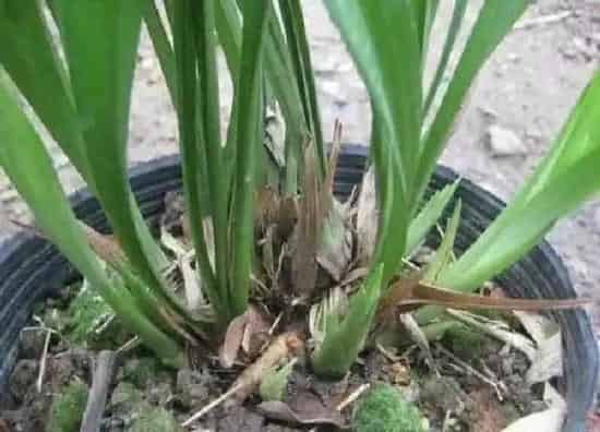 植物发芽|建兰什么时候发芽长叶