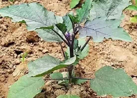 植物施肥|种茄子用什么肥料最好