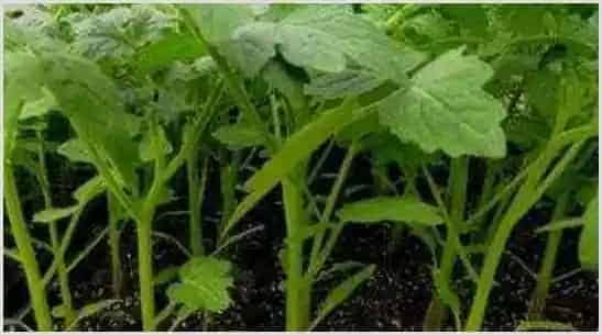 如何科学防治蔬菜苗期的生理病害? | 种植技术