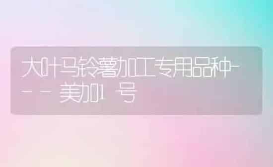 大叶马铃薯加工专用品种---美加1号 | 粮油作物种植