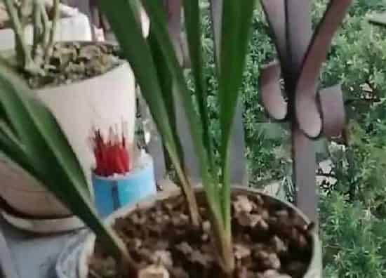 植物发芽|建兰什么时候发芽长叶